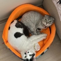 Scottish Fold, Kedi  Lili & ibo fotoğrafı