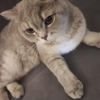 British Longhair, Kedi  Müezza fotoğrafı
