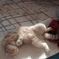 British Longhair, Kedi  Müezza fotoğrafı
