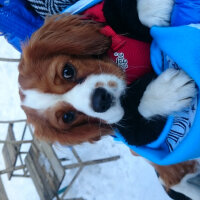 Cavalier King Charles Spanieli, Köpek  Bobi fotoğrafı