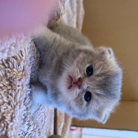 Scottish Fold, Kedi  Nori fotoğrafı