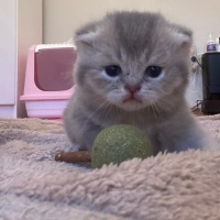 Scottish Fold, Kedi  Nori fotoğrafı