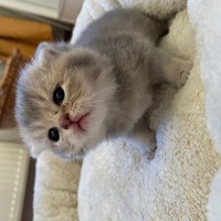 Scottish Fold, Kedi  Nori fotoğrafı