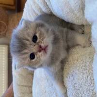 Scottish Fold, Kedi  Nori fotoğrafı