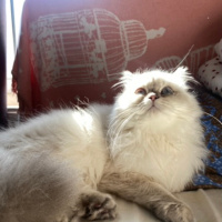 Scottish Fold, Kedi  Şila fotoğrafı