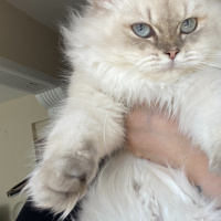 Scottish Fold, Kedi  Şila fotoğrafı
