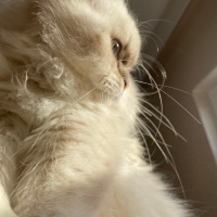Scottish Fold, Kedi  Şila fotoğrafı
