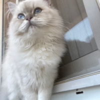 Scottish Fold, Kedi  Şila fotoğrafı