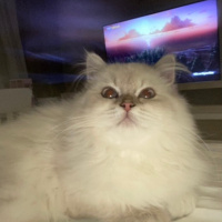 Scottish Fold, Kedi  Şila fotoğrafı
