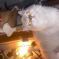 Scottish Fold, Kedi  Şila fotoğrafı