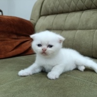 Exotic Shorthair, Kedi  Yavru fotoğrafı