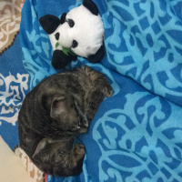 American Shorthair, Kedi  Çakıl fotoğrafı