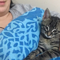 American Shorthair, Kedi  Çakıl fotoğrafı