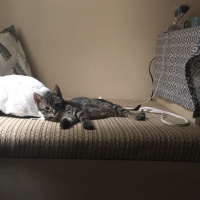 American Shorthair, Kedi  Çakıl fotoğrafı