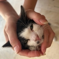 Tekir Kedi, Kedi  Çakıl fotoğrafı