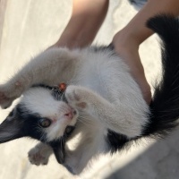 Tekir Kedi, Kedi  Çakıl fotoğrafı