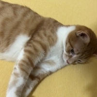 Sarman, Kedi  Kuzey fotoğrafı