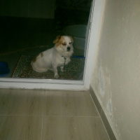 Pekingese, Köpek  Ares fotoğrafı