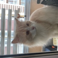 Scottish Fold, Kedi  Badem fotoğrafı
