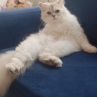 British Shorthair, Kedi  Bella fotoğrafı