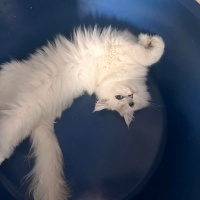 British Shorthair, Kedi  Bella fotoğrafı