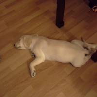 Golden Retriever, Köpek  Kont fotoğrafı