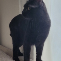 Tekir Kedi, Kedi  Siyah fotoğrafı
