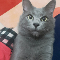Mavi Rus, Kedi  Ares fotoğrafı