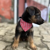 Alman Çoban Köpeği, Köpek  Paşa fotoğrafı