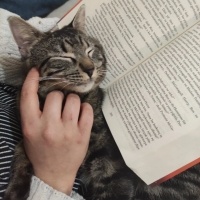 Tekir Kedi, Kedi  Niko ve kyoto fotoğrafı