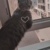 Tekir Kedi, Kedi  Niko ve kyoto fotoğrafı