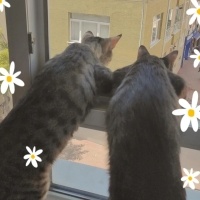 Tekir Kedi, Kedi  Niko ve kyoto fotoğrafı