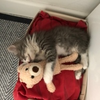 Tekir Kedi, Kedi  Müezza fotoğrafı