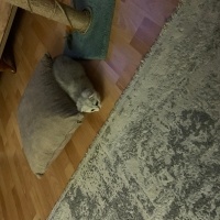 Scottish Fold, Kedi  Yavru fotoğrafı
