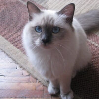 Birman, Kedi  Reçel fotoğrafı