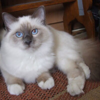 Birman, Kedi  Reçel fotoğrafı