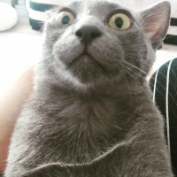 Mavi Rus, Kedi  duman fotoğrafı