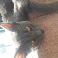 Mavi Rus, Kedi  duman fotoğrafı