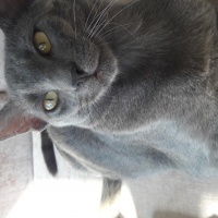 Mavi Rus, Kedi  duman fotoğrafı