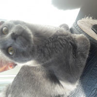 Mavi Rus, Kedi  duman fotoğrafı