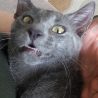 Mavi Rus, Kedi  duman fotoğrafı
