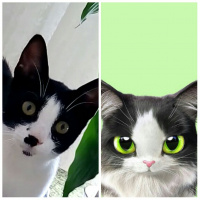 Tuxedo (Smokin) Kedi, Kedi  Eşkiya fotoğrafı
