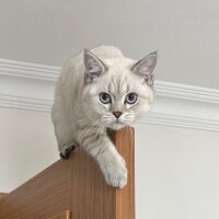 British Shorthair, Kedi  Asil fotoğrafı