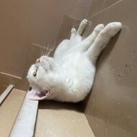 British Longhair, Kedi  Pamuk fotoğrafı