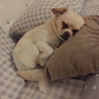 Pekingese, Köpek  Laren fotoğrafı