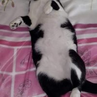 Tuxedo (Smokin) Kedi, Kedi  MİŞA fotoğrafı