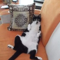 Tuxedo (Smokin) Kedi, Kedi  MİŞA fotoğrafı