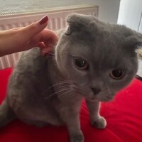 Scottish Fold, Kedi  Duman fotoğrafı