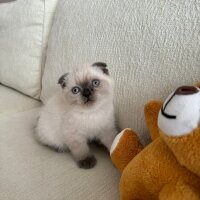 British Shorthair, Kedi  Prada fotoğrafı