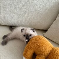 British Shorthair, Kedi  Prada fotoğrafı